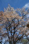 20070429_kagenobuyamajimbayama_011